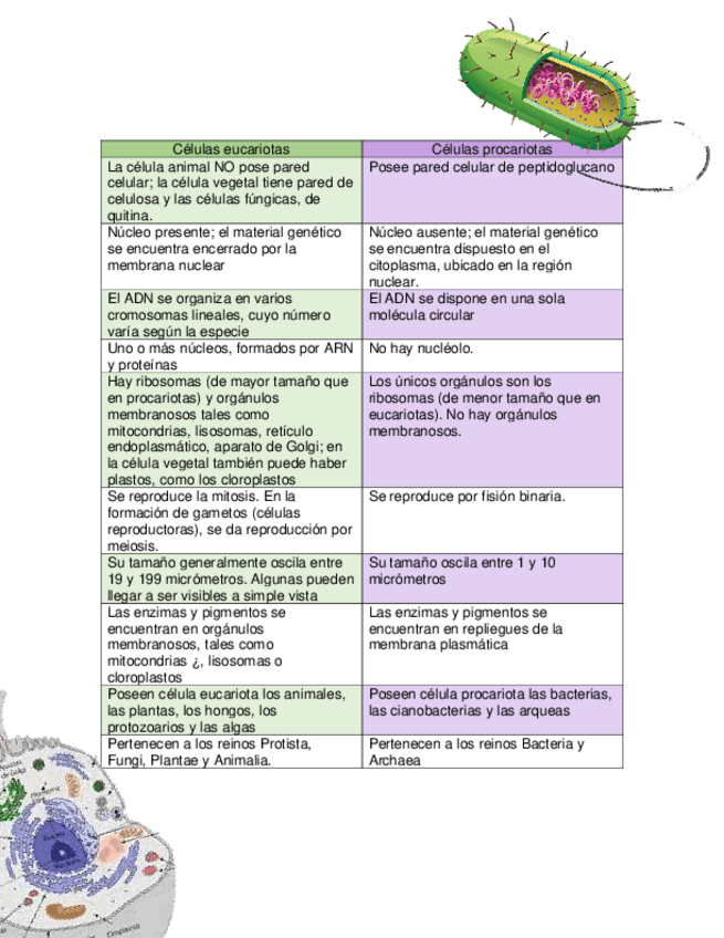 Miniatura del documento Tabla-celulas-procariotas-y-eucariotas.pdf