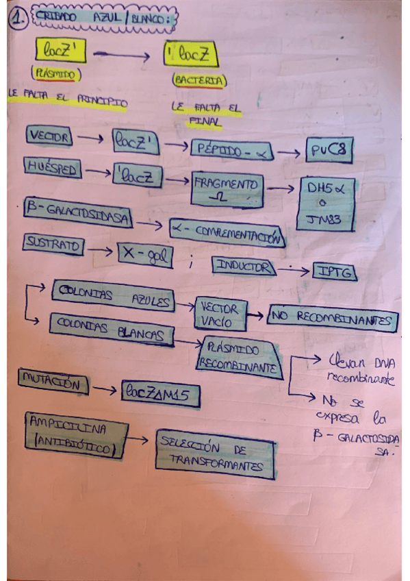Miniatura del documento PREGUNTAS-EXAMEN-ESQUEMAS-RESUELTAS.pdf