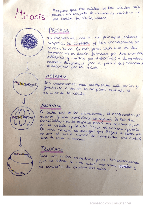 Miniatura del documento Mitosis.pdf