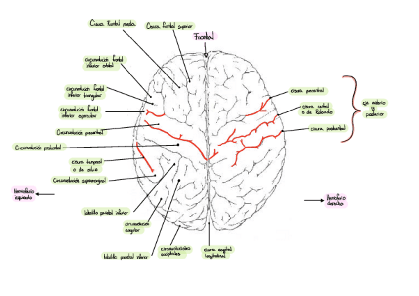Miniatura del documento Neuro-Laminas-Javi-copy.pdf