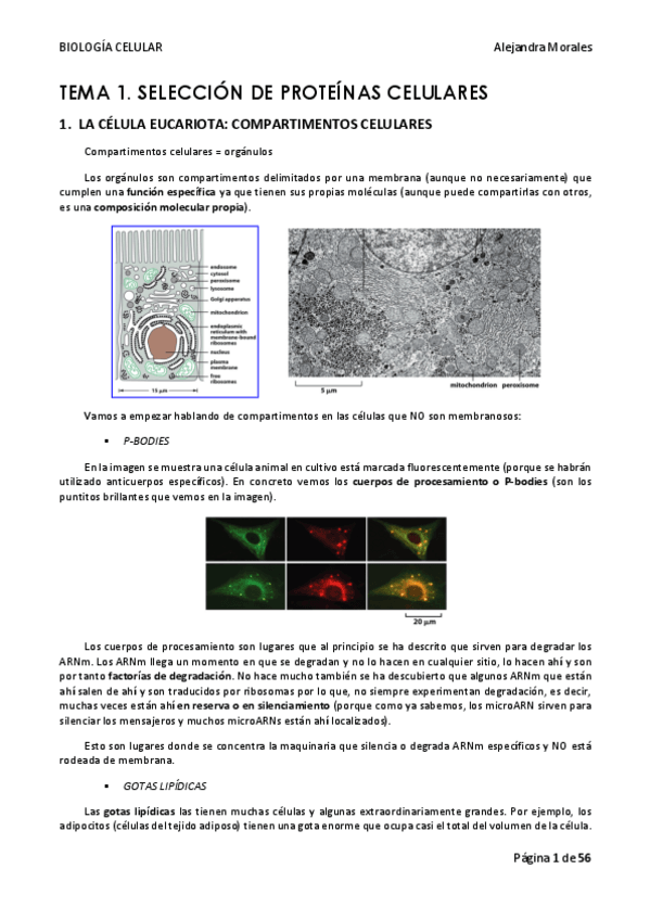 Miniatura del documento TEMA-1-BIOLOGIA-CELULAR.pdf
