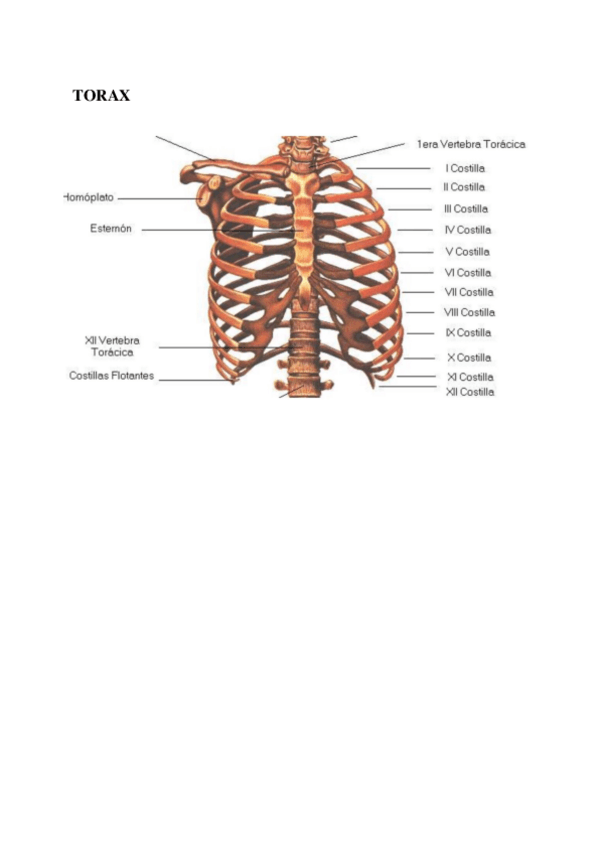 Miniatura del documento Torax-cuello-dorso-y-abdomen.pdf