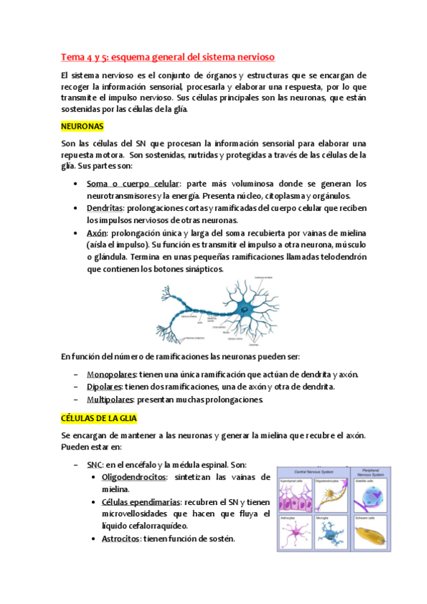 Miniatura del documento Anatomia-Tema-4-y-5.pdf
