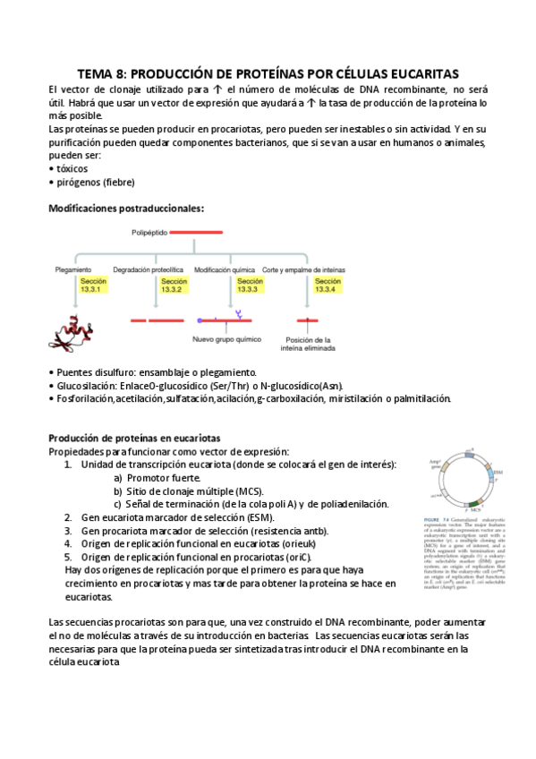 Miniatura del documento TEMA 8 PRODUCCION PROTEINAS EUCARIOTAS.pdf