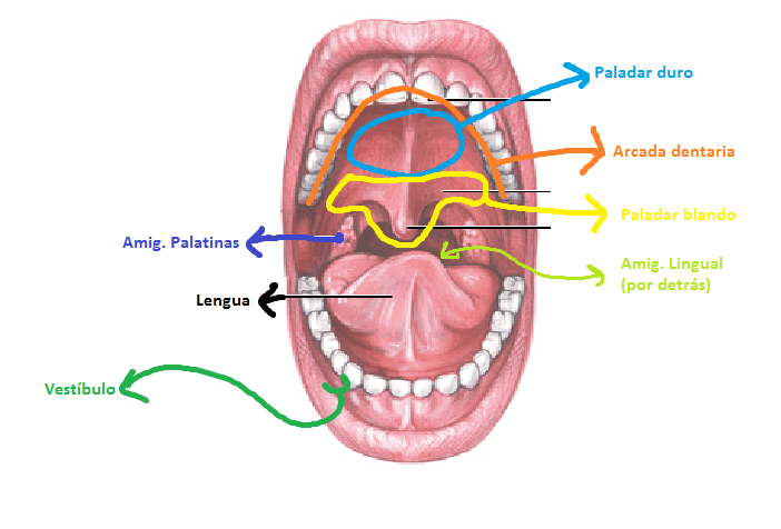 Miniatura del documento Cavidad-bucal.png