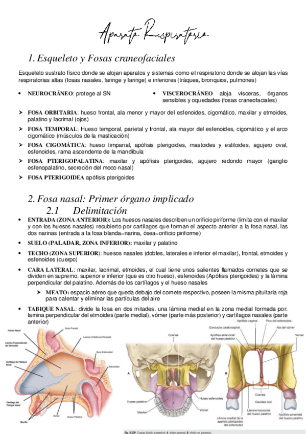 Miniatura del documento Aparato-Respiratorio.pdf