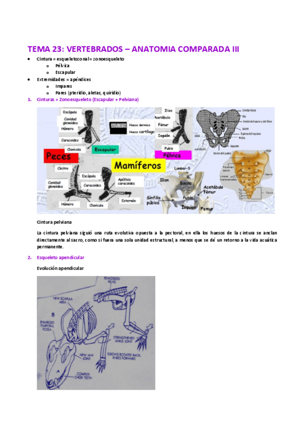 Miniatura del documento TEMA 23. VERTEBRADOS - ANATOMÍA COMPARADA III.pdf