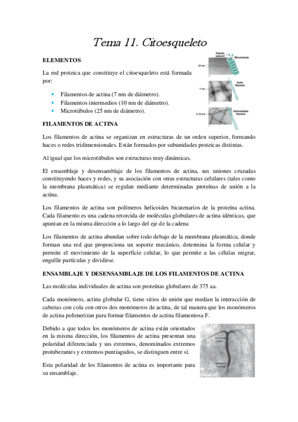 Miniatura del documento Tema 11.pdf