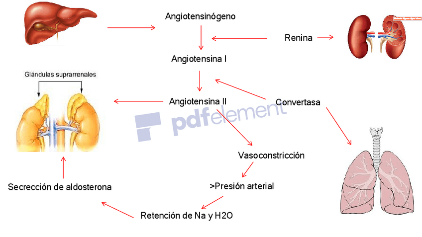 Miniatura del documento Hormonas-del-ap.pdf