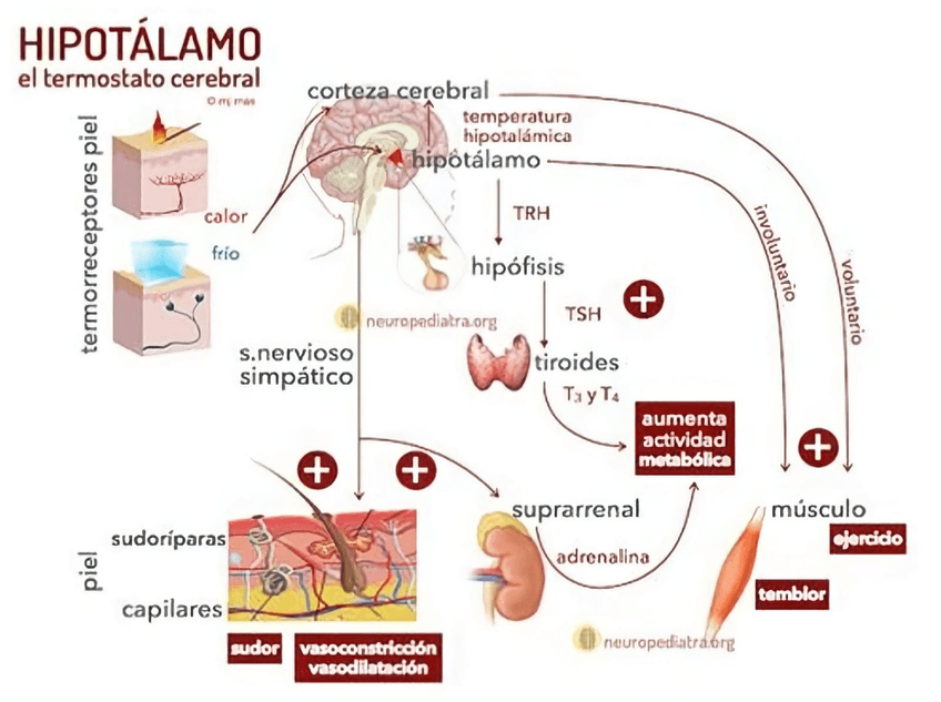 Miniatura del documento Termostato-cerebral.jpg