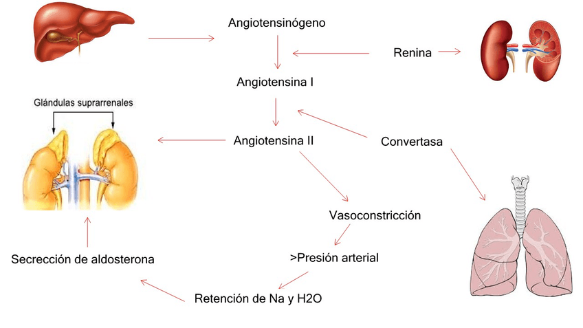 Miniatura del documento Hormonas-del-ap.jpg