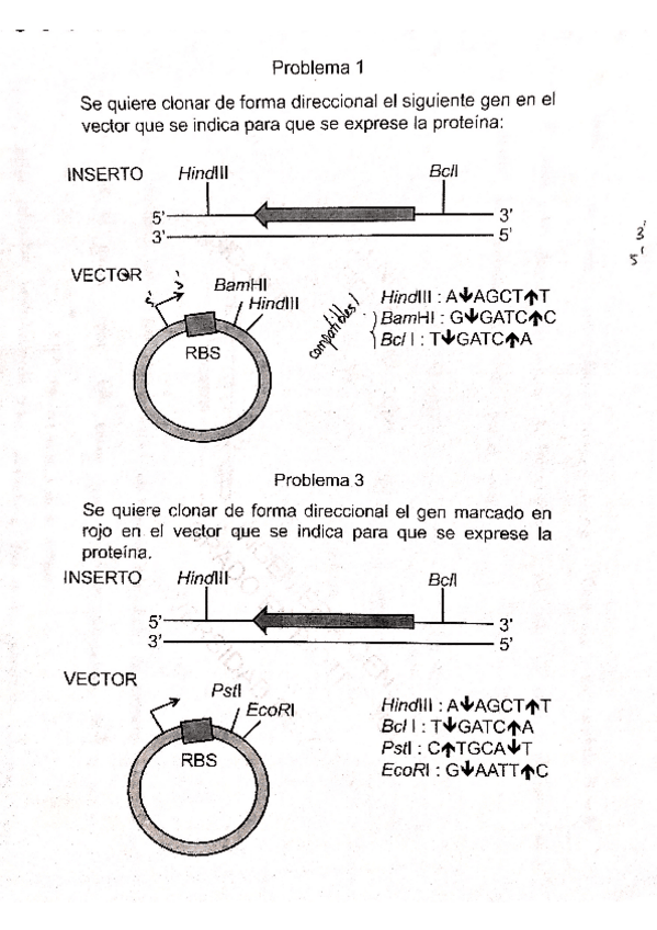 Miniatura del documento problemas-clonaje.pdf