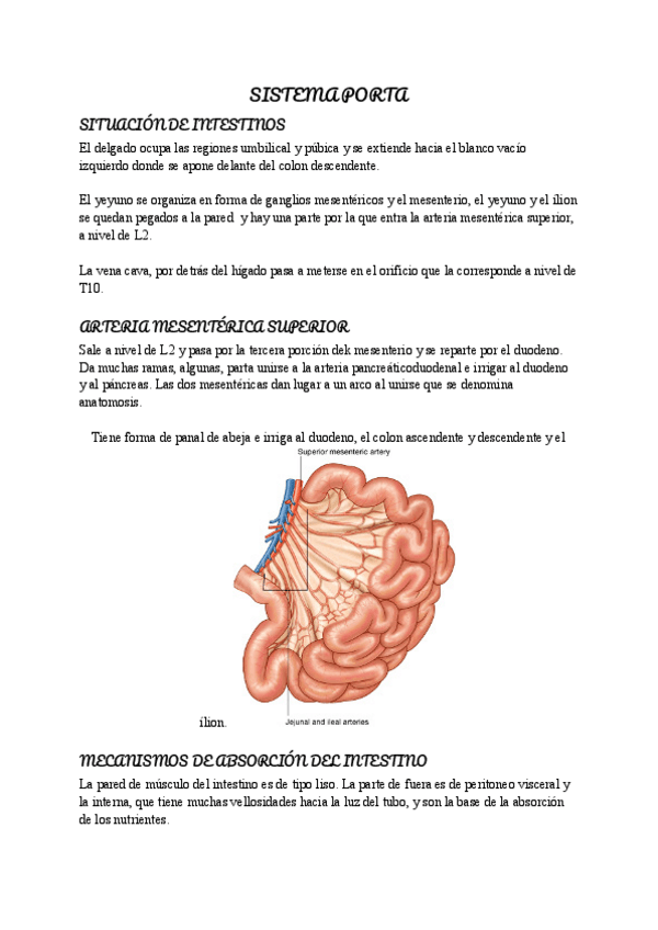 Miniatura del documento HIGADO-ESTOMAGO-DUODENO-PANCREAS-Y-BAZO.pdf