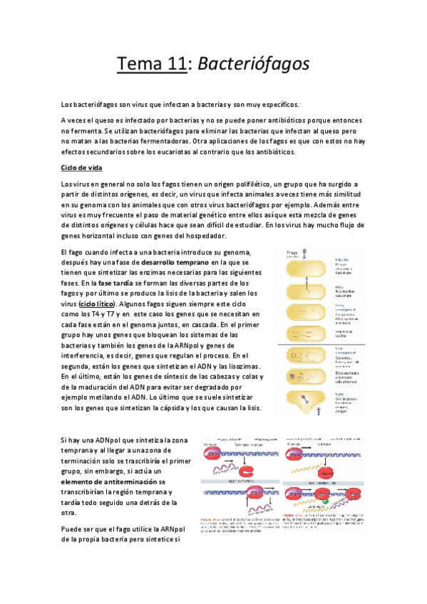 Miniatura del documento Tema 11.pdf