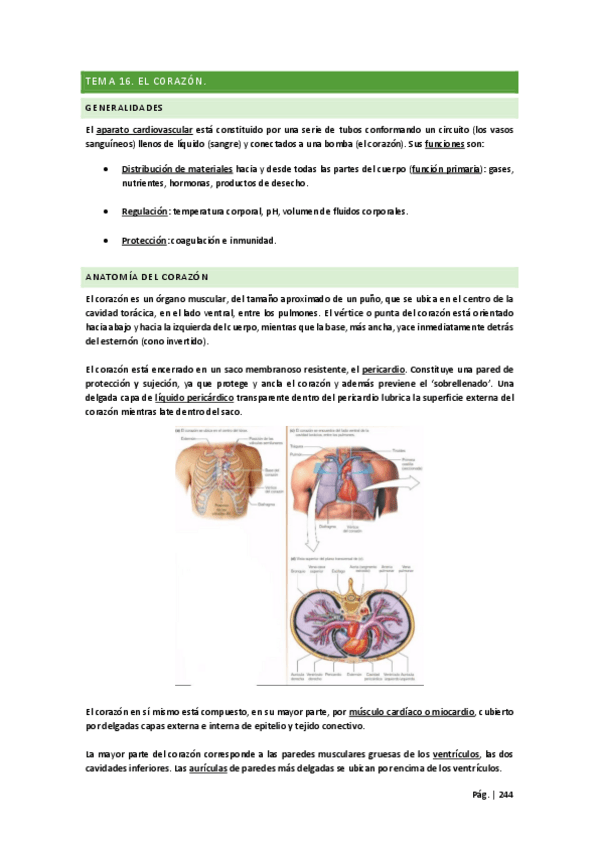 Miniatura del documento Tercer-Parcial-Fisiologia.pdf