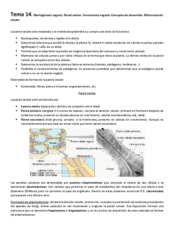 Miniatura del documento Tema 14.apuntes.pdf