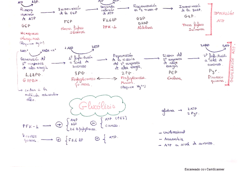 Miniatura del documento Esquemas-glucolisis-y-ciclo-de-krebs.pdf