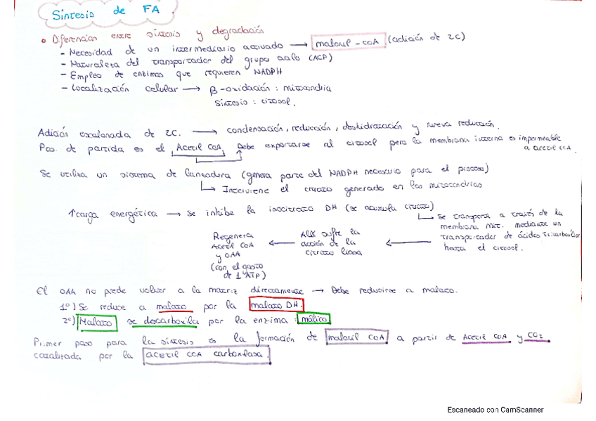 Miniatura del documento Esquemas-acidos-grasos.pdf