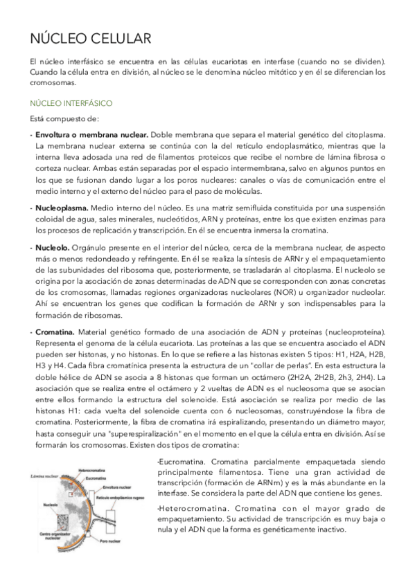 Miniatura del documento Nucleo-celular-.pdf
