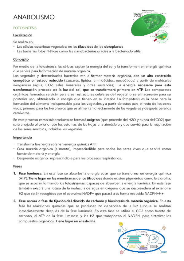Miniatura del documento Anabolismo.pdf