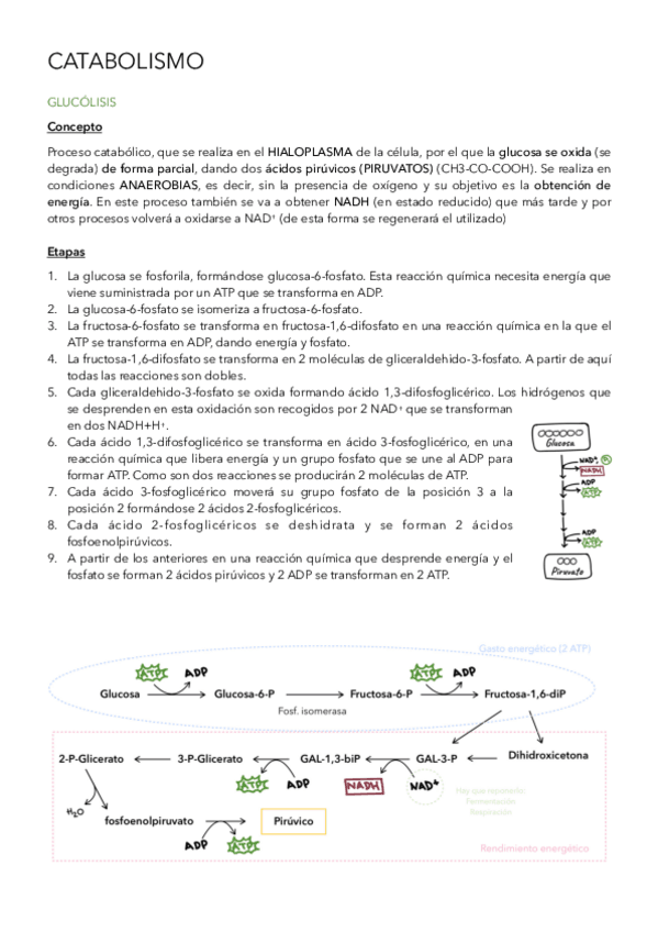 Miniatura del documento Catabolismo-.pdf
