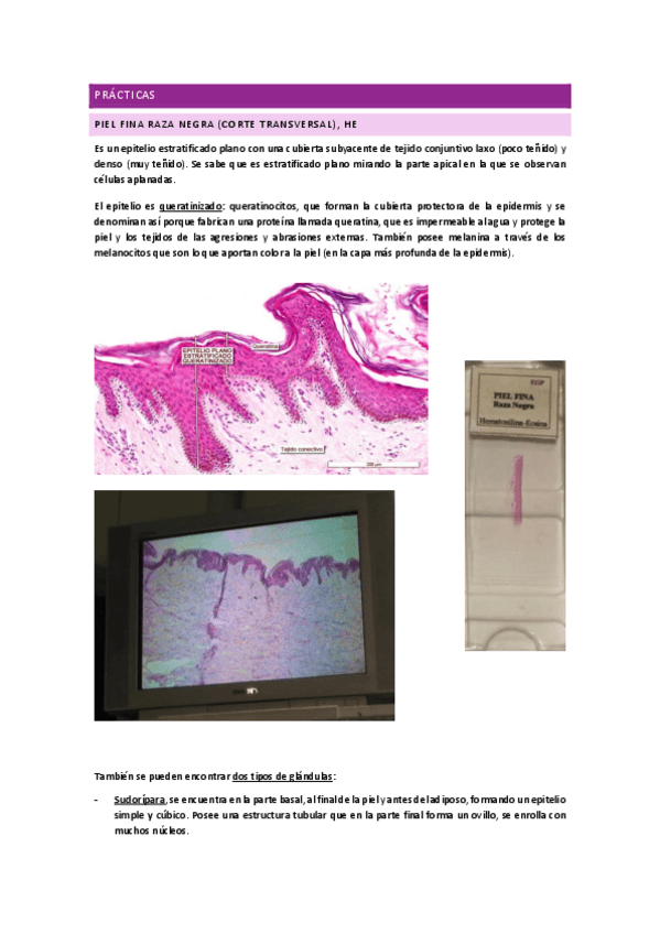 Miniatura del documento Practicas-histologia.pdf
