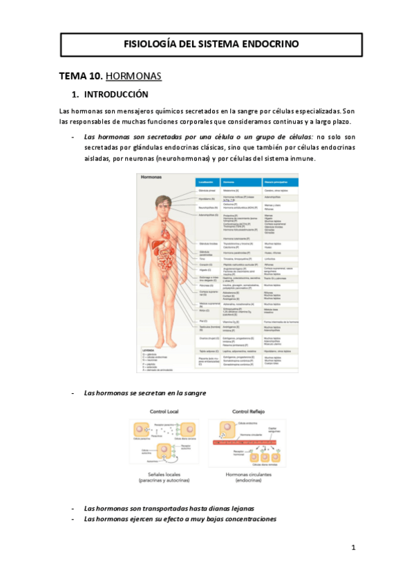 Miniatura del documento TEMA-10-FISIOLOGIA-DEL-SISTEMA-ENDOCRINO.pdf