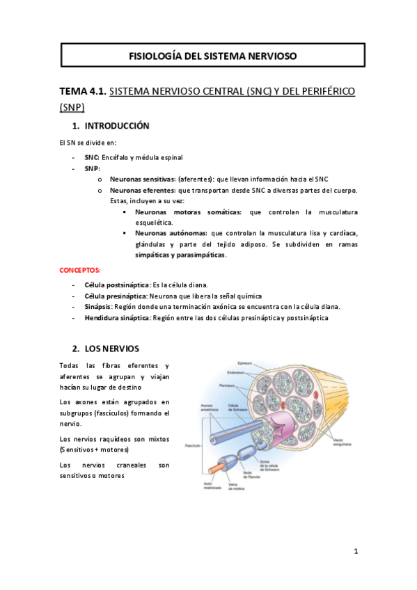 Miniatura del documento TEMA-4-FISIOLOGIA-DEL-SISTEMA-NERVIOSO-.pdf