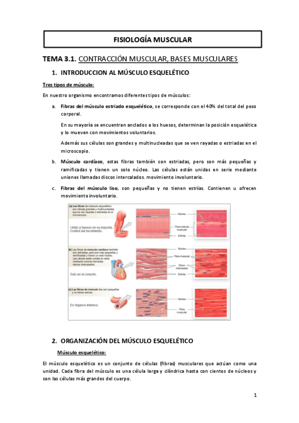 Miniatura del documento TEMA-3-FISIOLOGIA-MUSCULAR.pdf