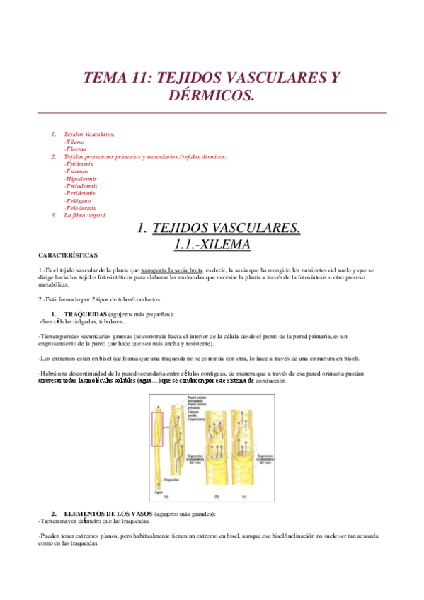 Miniatura del documento TEMA-11.pdf
