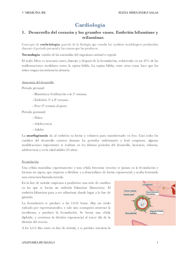 Miniatura del documento Cardio anatomía.pdf