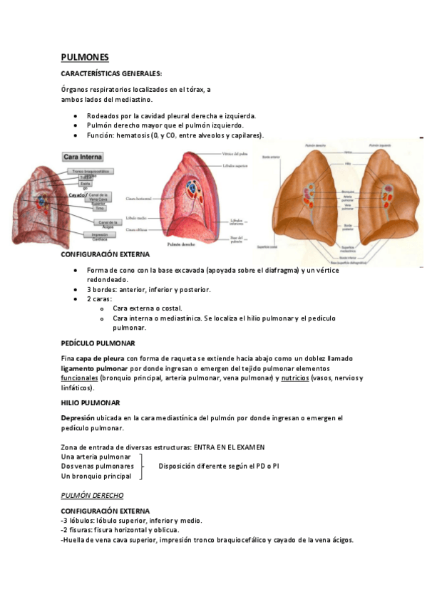 Miniatura del documento PULMONES.pdf