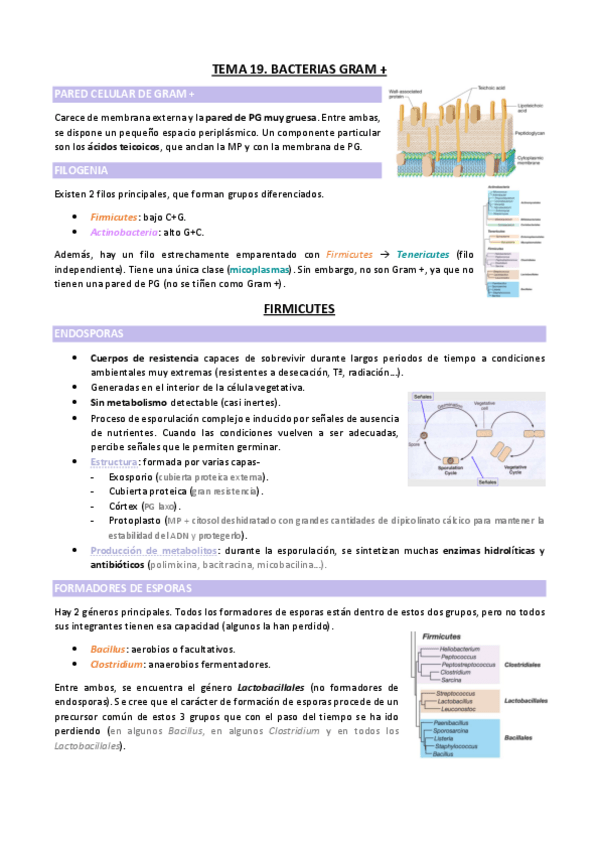 Miniatura del documento TEMA-19.pdf