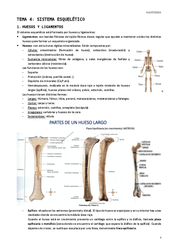 Miniatura del documento Tema-4.pdf