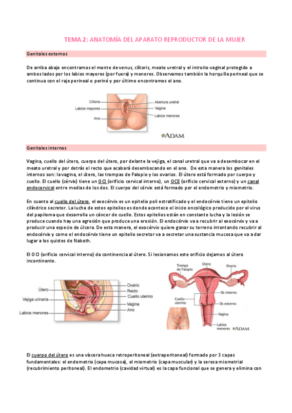 Miniatura del documento 2ANATOMIA.pdf