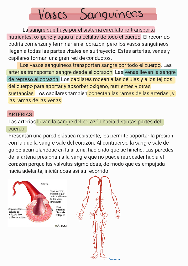 Miniatura del documento Vasos-sanguineos-.pdf