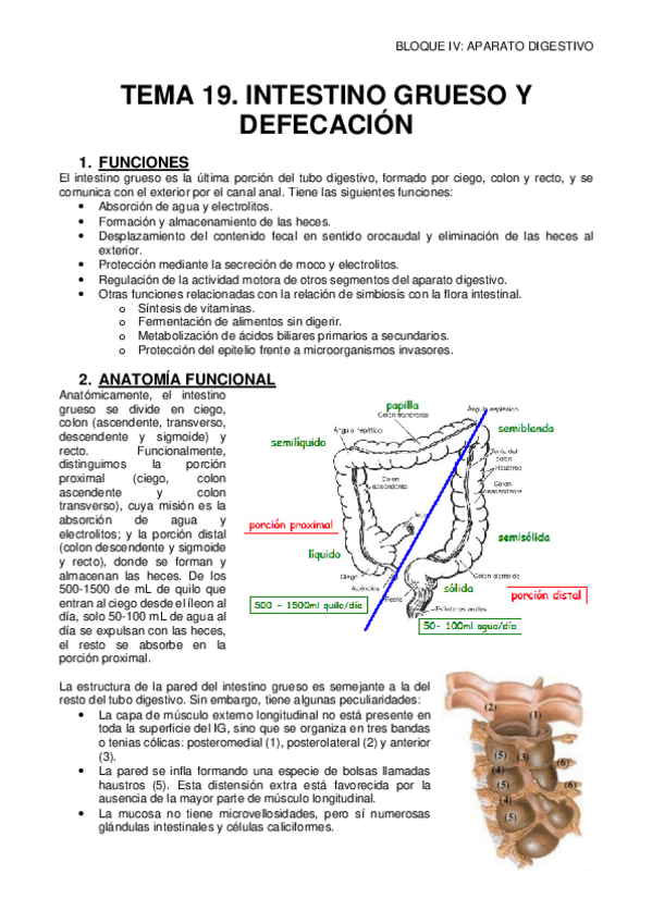 Miniatura del documento 19-INTESTINO-GRUESO-Y-DEFECACION.pdf