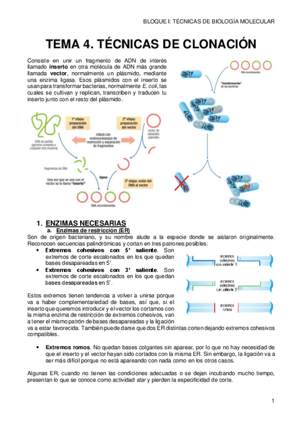 Miniatura del documento 4-CLONACION.pdf