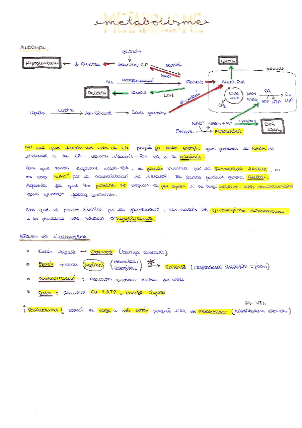 Miniatura del documento METABOLISME-Seminaris.pdf