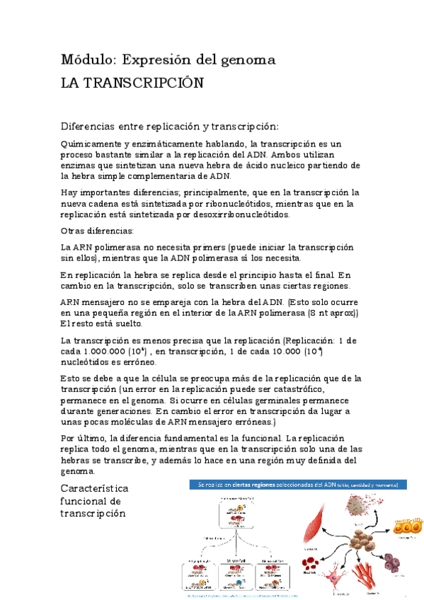 Miniatura del documento T8BioMolTranscripcion.pdf