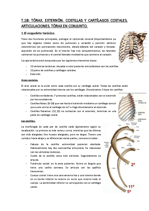 Miniatura del documento Temario-Anatomia-3.pdf