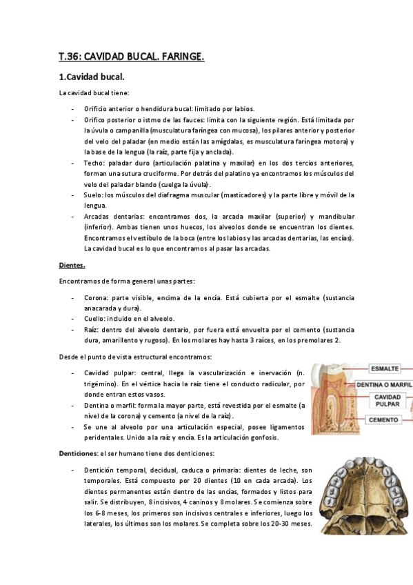 Miniatura del documento Temario-Anatomia-6.pdf