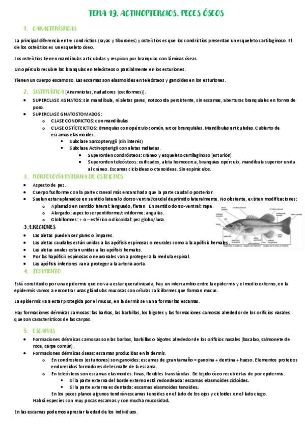 Miniatura del documento Tema-19.pdf