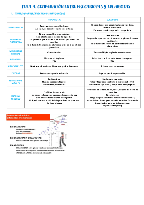 Miniatura del documento Tema-4.pdf