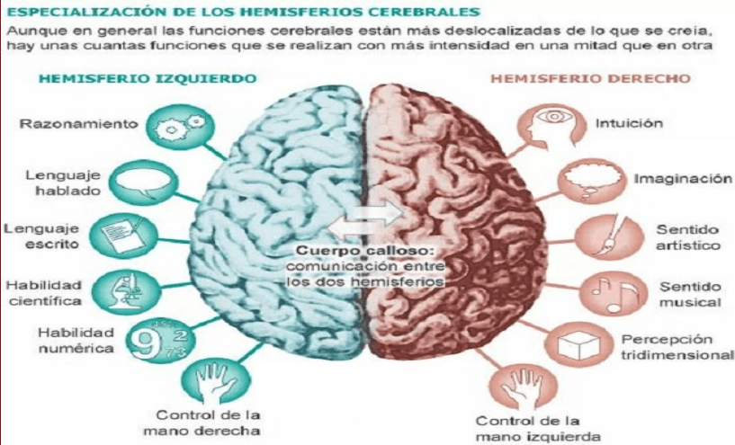 Miniatura del documento Especializacion-hemisferios.png