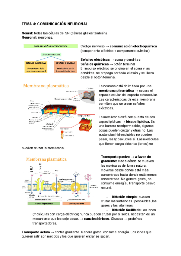 Miniatura del documento Comunicacion-neuronal.pdf