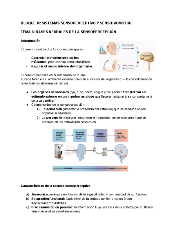 Miniatura del documento Bases-neurales-de-la-sensopercepcion.pdf