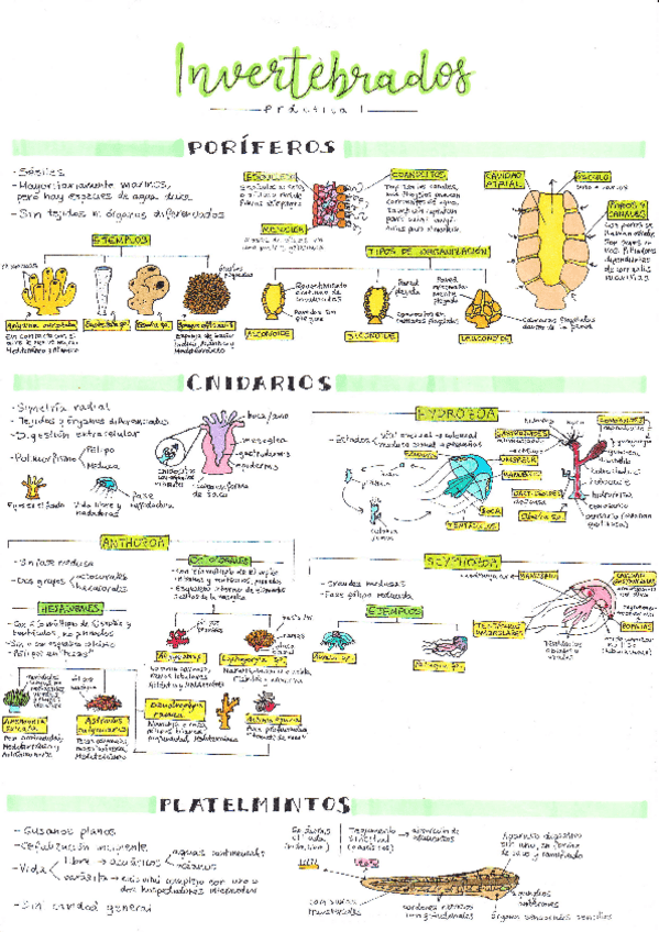 Miniatura del documento Biología: Prácticas de zoología.pdf