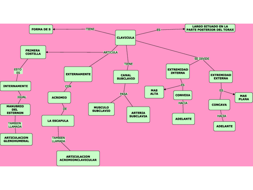 Miniatura del documento CLAVICULA.pdf