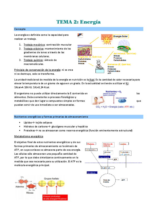 Miniatura del documento TEMA-2.pdf